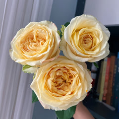 SummerSunRosePlant