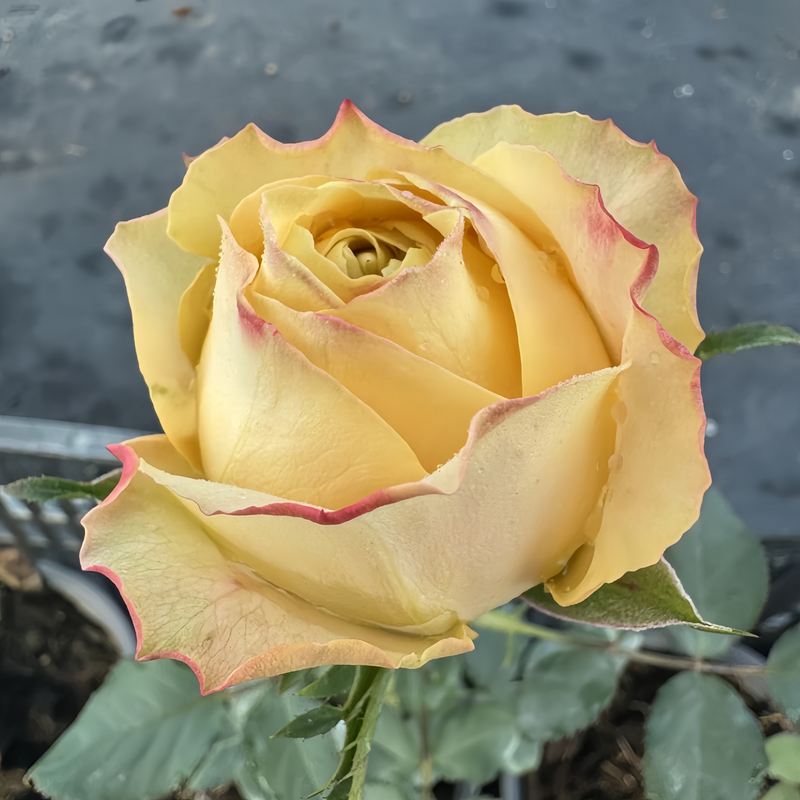 SummerSunRosePlant