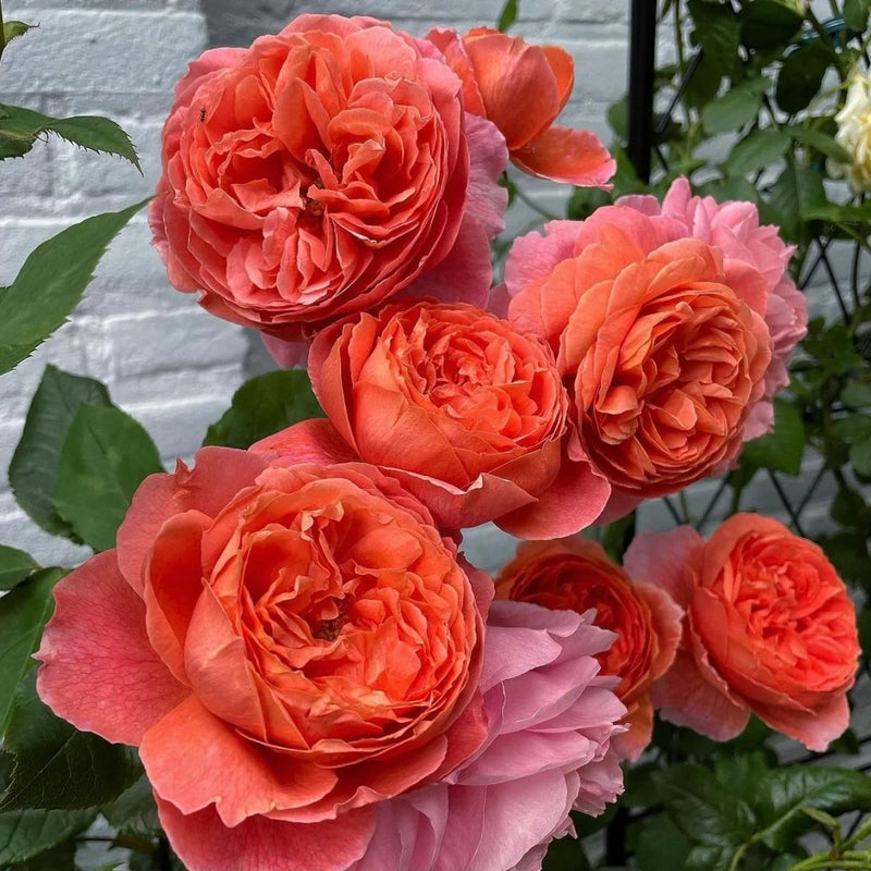 Summer Song Rose – Vibrant Orange Austin Rose