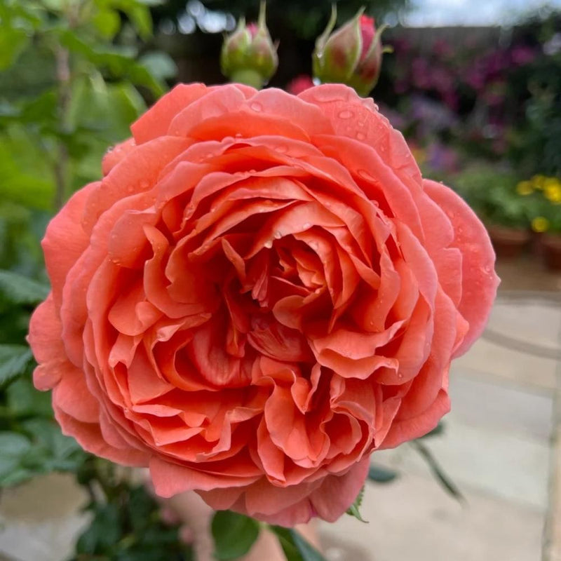 Moab Rose: Desert-Inspired Brown-Cream Rose | Rosaprima® – Rose_Explosion