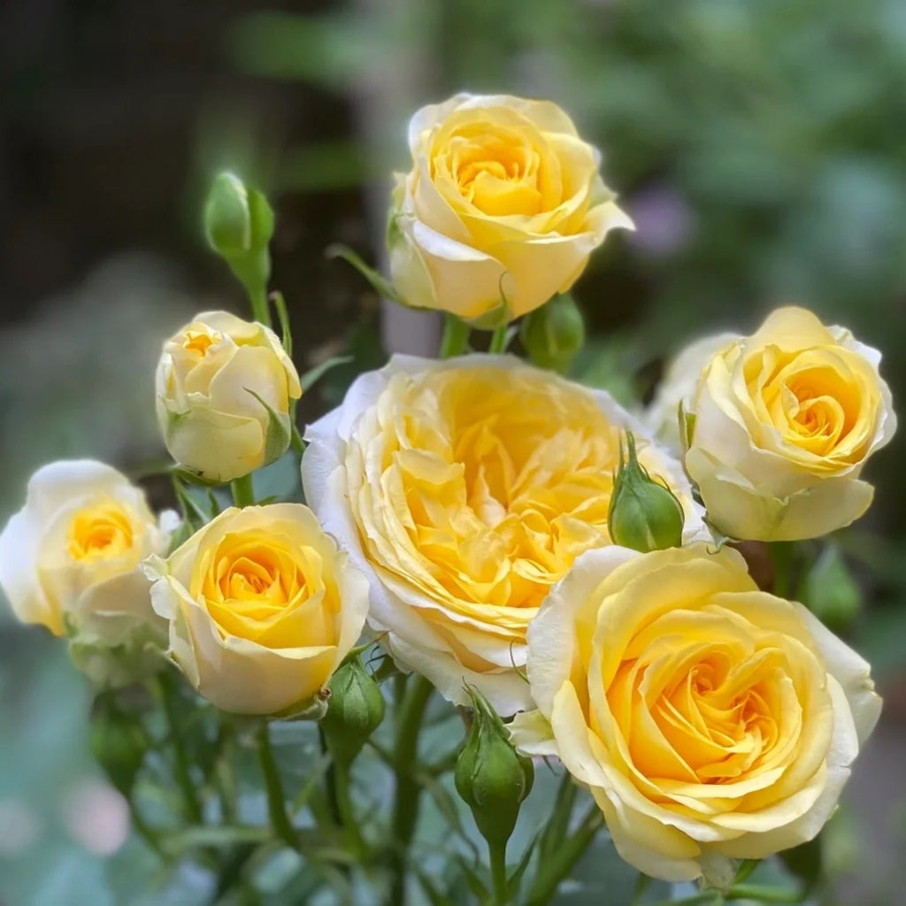 Sunny Beach Rose Plant|阳光海滩 – Rose_Explosion