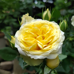 Sunny Beach Rose Plant｜阳光海滩