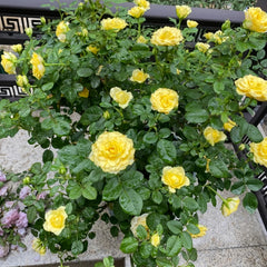 Sunny Beach Rose Plant｜阳光海滩