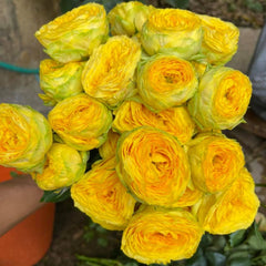 Sunny Trendsetter Rose Plant