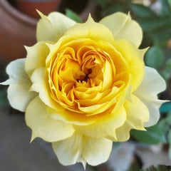 Sunny antike Rose Plant