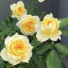 Sunny antike Rose Plant