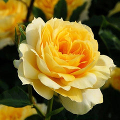 Sunny antike Rose Plant