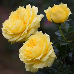 Sunny antike Rose Plant