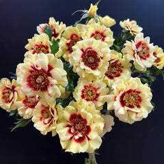 Sunset Babylon Eyes Rose Plant