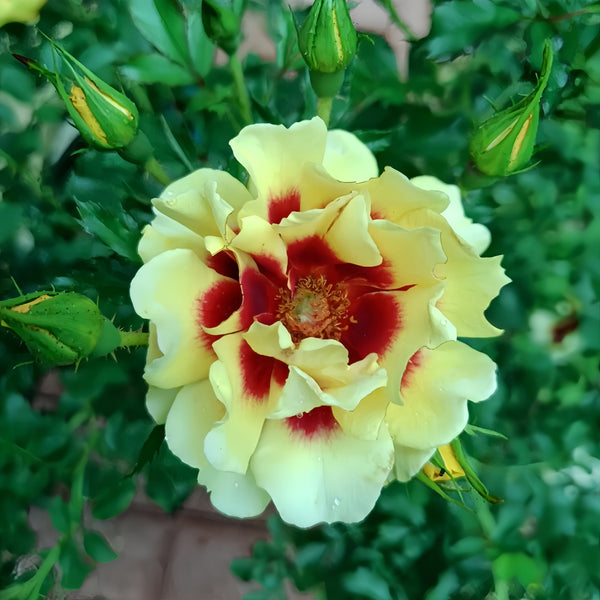 Sunset Babylon Eyes Rose Plant