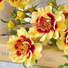 Sunset Babylon Eyes Rose Plant