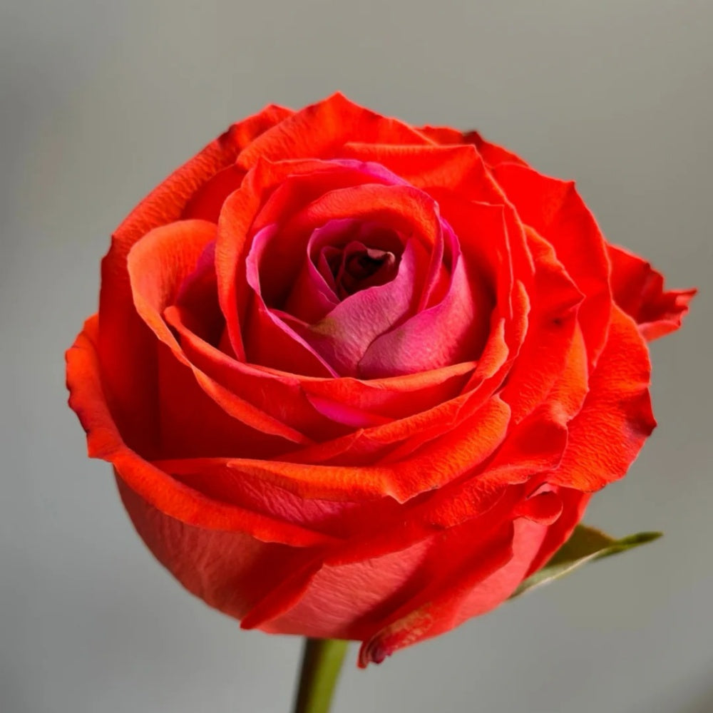 Sunset Coloured Roses Sunset glow Rose Plant|落霞 – Rose_Explosion