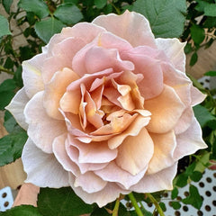 Suo Qingqiu rose plant