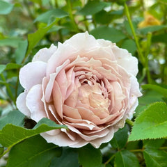 Suo Qingqiu rose plant