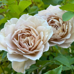 Suo Qingqiu rose plant