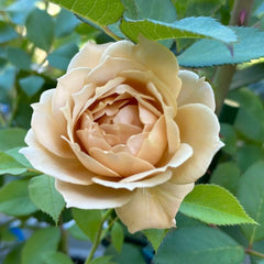 Suo Qingqiu rose plant