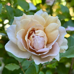 Suo Qingqiu rose plant