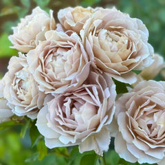 Suo Qingqiu rose plant