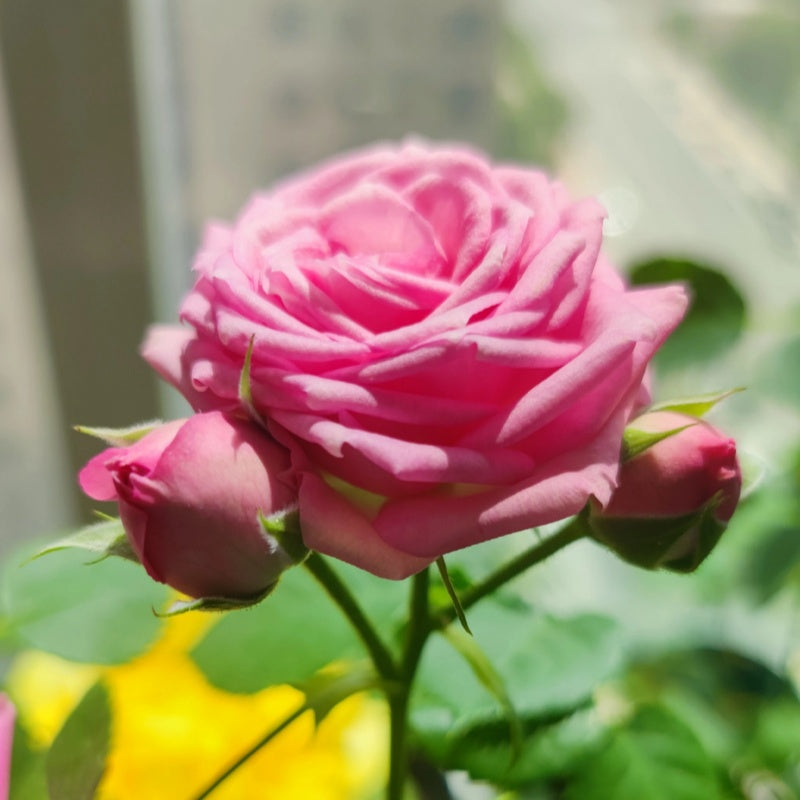 Super Sensation Rose Plant 