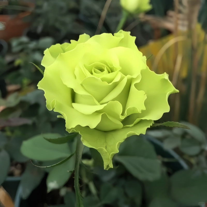 Elegant Blooming: The Exquisite Charm of Super Green Roses