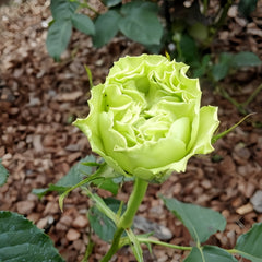 Elegant Blooming: The Exquisite Charm of Super Green Roses