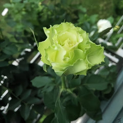 Elegant Blooming: The Exquisite Charm of Super Green Roses