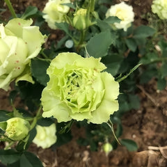 Elegant Blooming: The Exquisite Charm of Super Green Roses