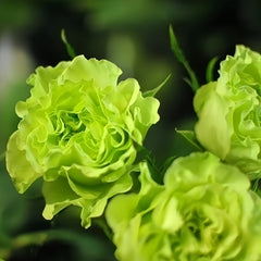 Elegant Blooming: The Exquisite Charm of Super Green Roses