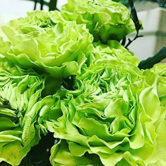 Elegant Blooming: The Exquisite Charm of Super Green Roses