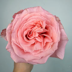 Superstition Rose Plant|迷信