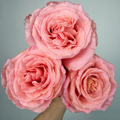 Superstition Rose Plant|迷信