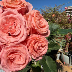 Superstition Rose Plant|迷信