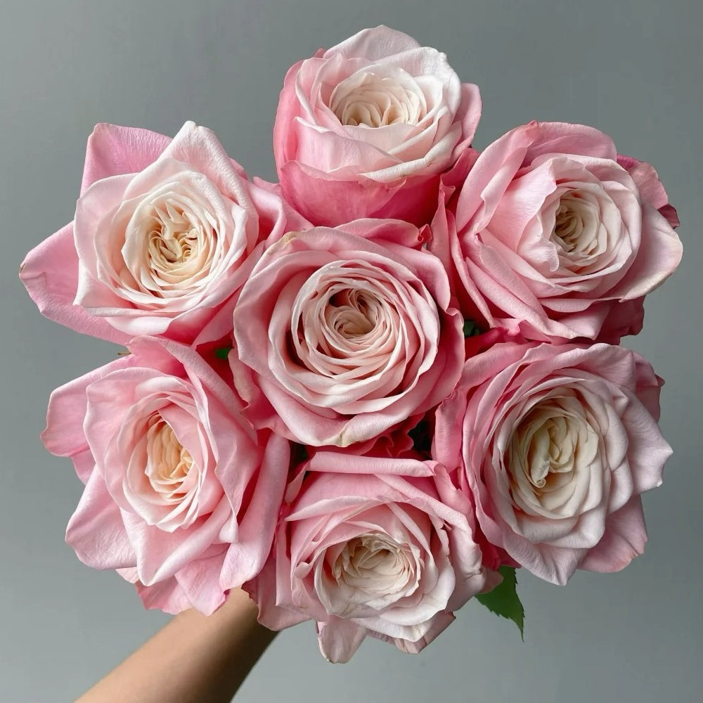 Supless Rose Plant|甜蜜奶咖 – Rose_Explosion