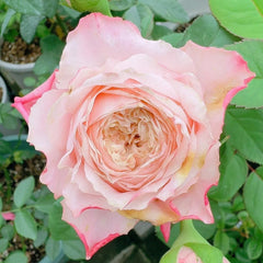 Supless Rose Plant