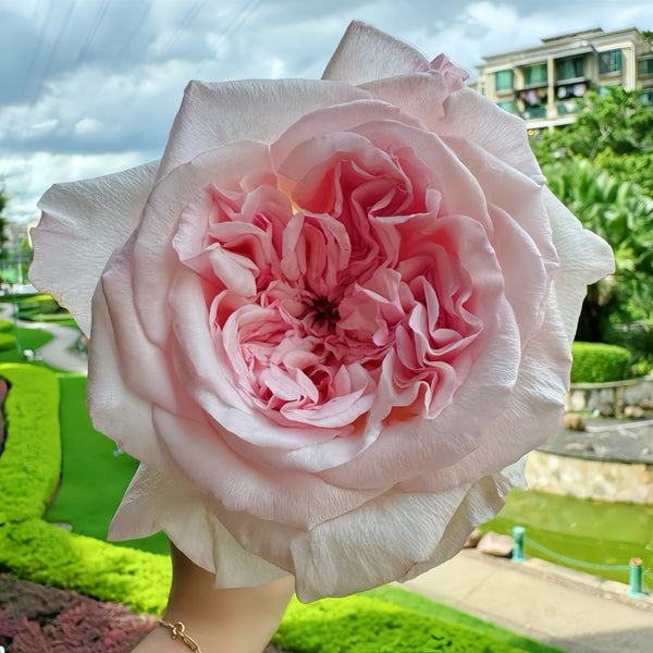 Moab Rose: Desert-Inspired Brown-Cream Rose | Rosaprima® – Rose_Explosion