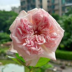 Swan Lake Rose