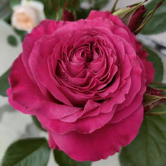 Charming Sweet4 Love Rose Plant for a Gorgeous Rose Garden