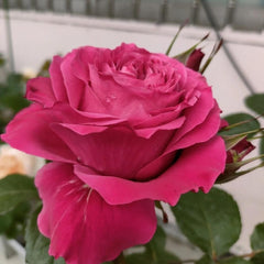 Charming Sweet4 Love Rose Plant for a Gorgeous Rose Garden