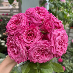 Charming Sweet4 Love Rose Plant for a Gorgeous Rose Garden