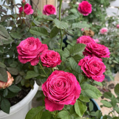 Charming Sweet4 Love Rose Plant for a Gorgeous Rose Garden