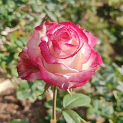 Sweet Berry Rose Plant