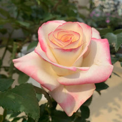 Sweet Berry Rose Plant