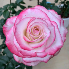 Sweet Berry Rose Plant