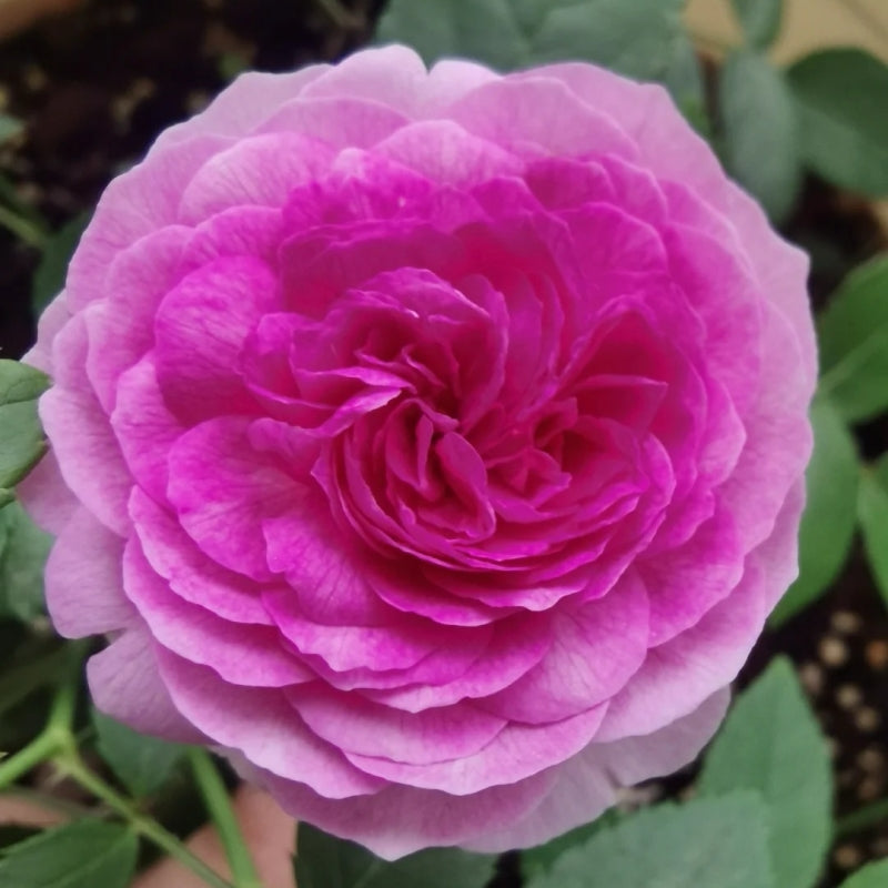 Sweet Chariot Rose Plant