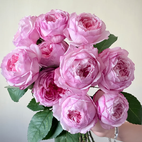Sweet Cocotte Rose