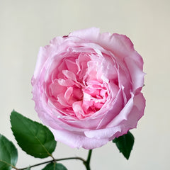 Sweet Cocotte Rose