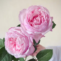 Sweet Cocotte Rose