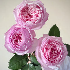 Sweet Cocotte Rose