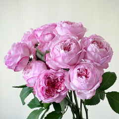 Sweet Cocotte Rose