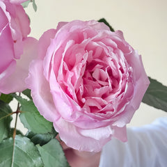 Sweet Cocotte Rose